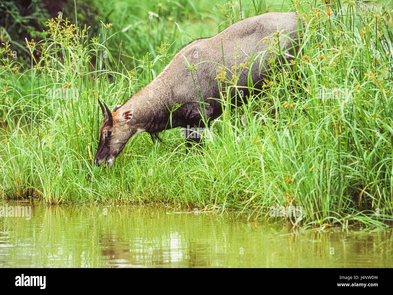 männliche Nilgai, Boselaphus Tragocamulus, Keoladeo Ghana Nationalpark, Bharatpur, Rajasthan, Indien Stockfoto