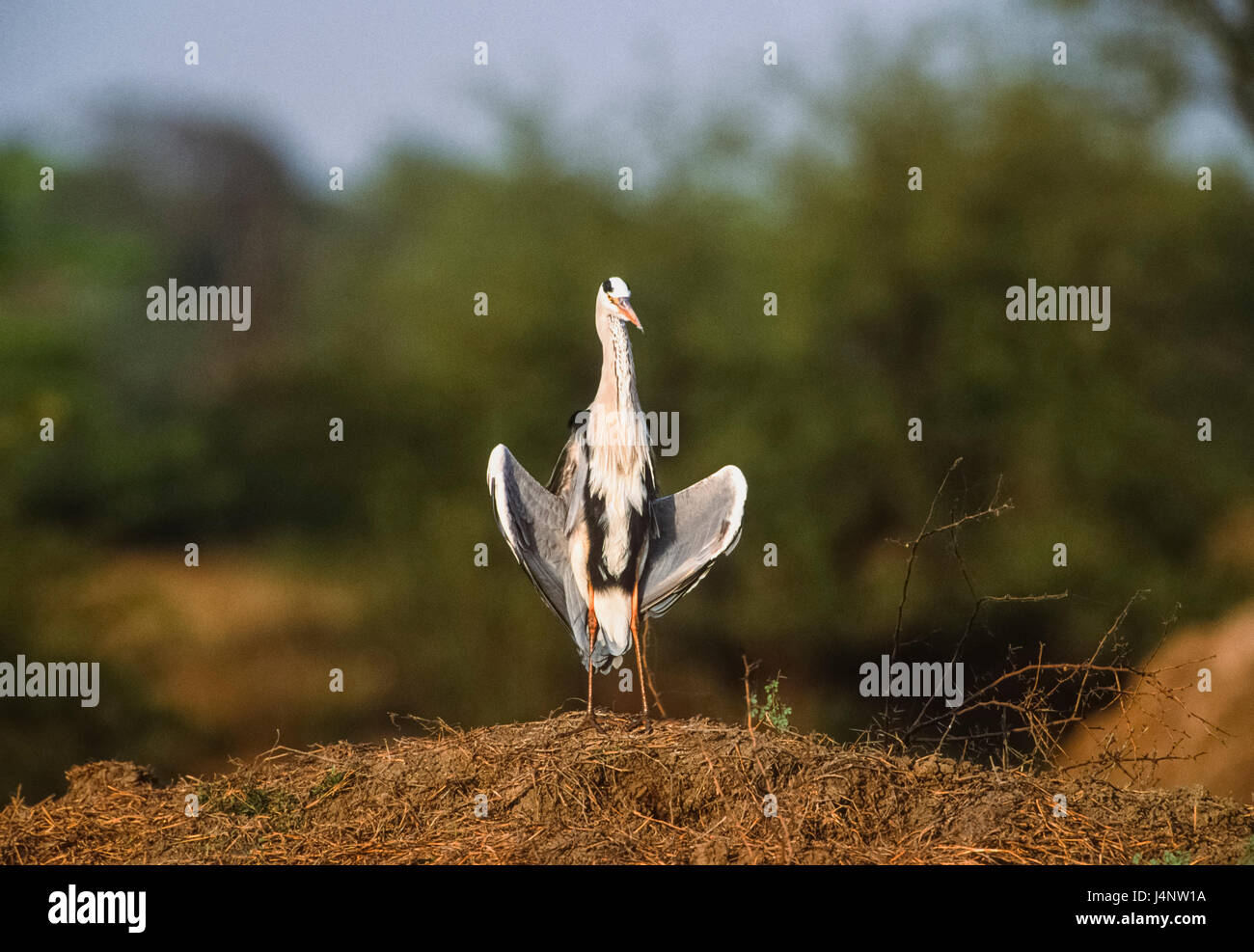 Graureiher, Ardea Cinerea, Sonnenbaden mit Flügeln offen, Keoladeo Ghana Nationalpark, Bharatpur, Rajasthan, Indien Stockfoto