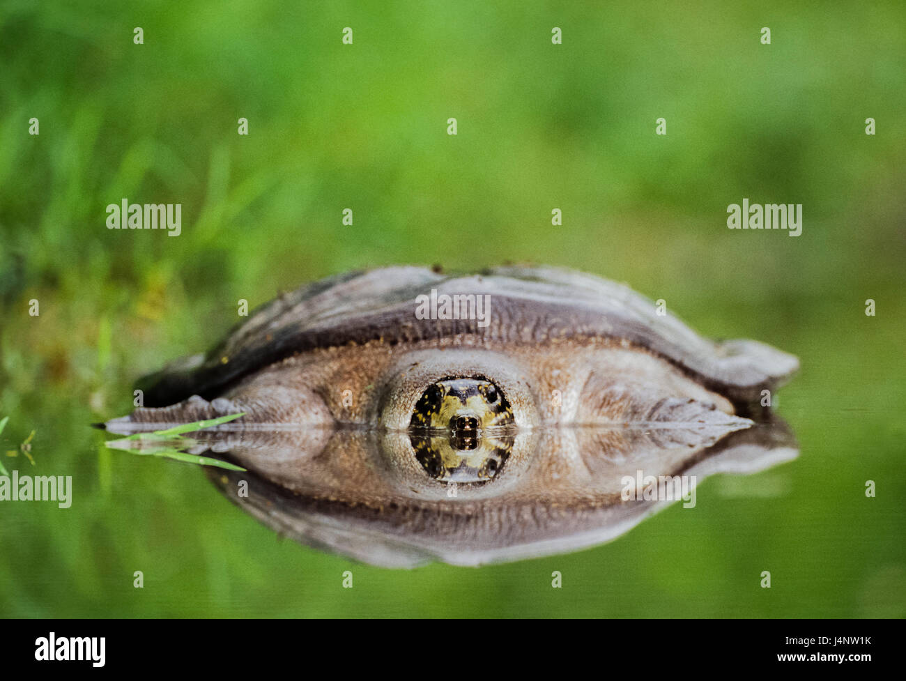 Indische Pfau softshell turtle, (Aspideretus hurum), Keoladeo Ghana National Park, Bharatpur, Rajasthan, Indien Stockfoto