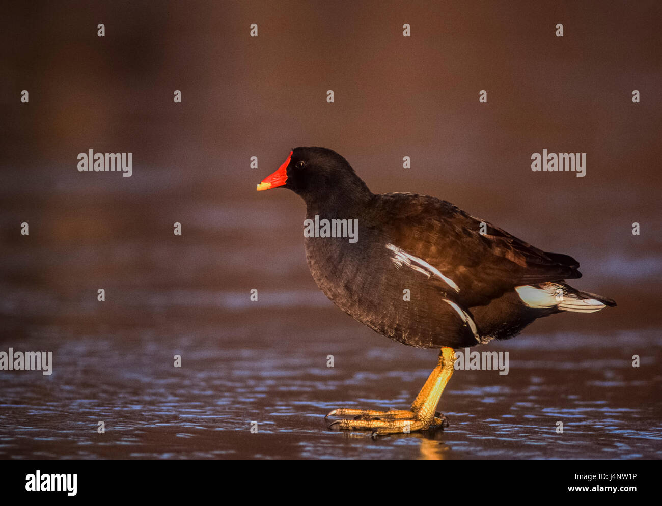 Teichhühner, Gallinula Chloropus, Regents Park, London, Vereinigtes Königreich Stockfoto