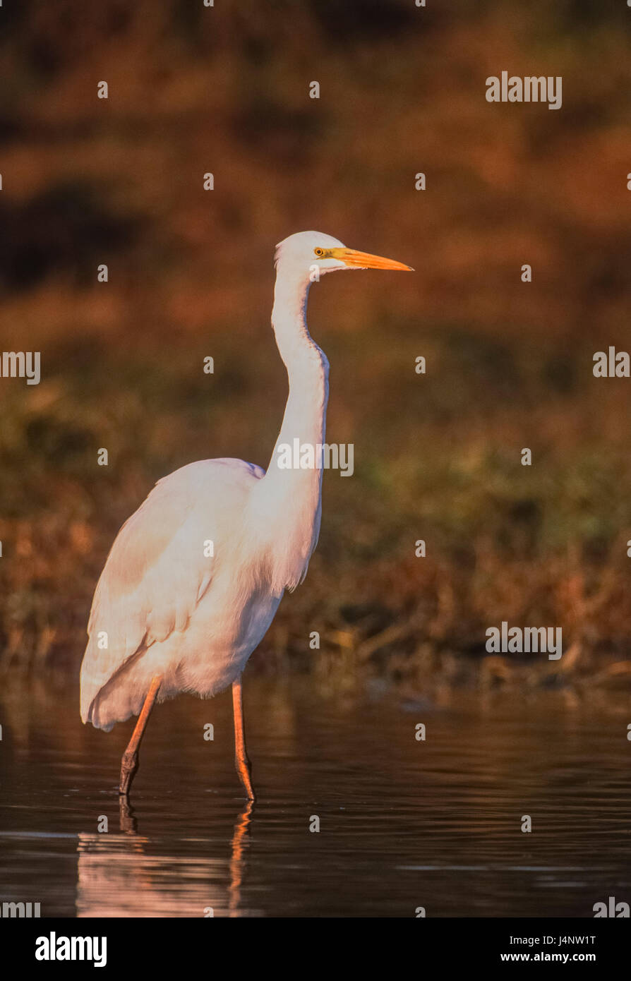 Silberreiher, Silberreiher, gemeinsame Silberreiher, große Reiher oder (in der alten Welt) großer weißer Reiher, Ardea Alba, Bharatpur Keoladeo Ghana Nationalpark Stockfoto