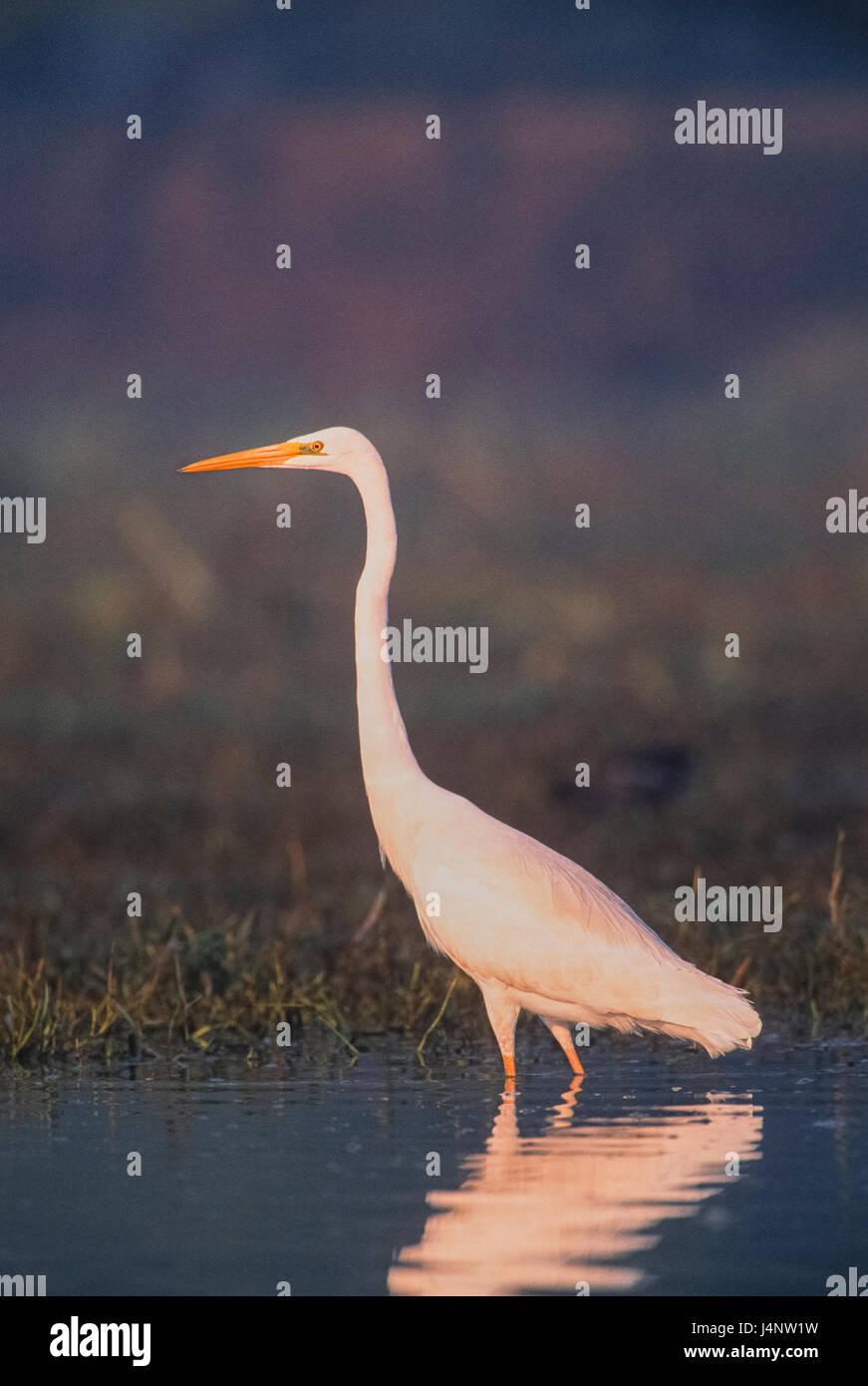 Silberreiher, Silberreiher, gemeinsame Silberreiher, große Reiher oder (in der alten Welt) großer weißer Reiher, Ardea Alba, Bharatpur Keoladeo Ghana Nationalpark Stockfoto