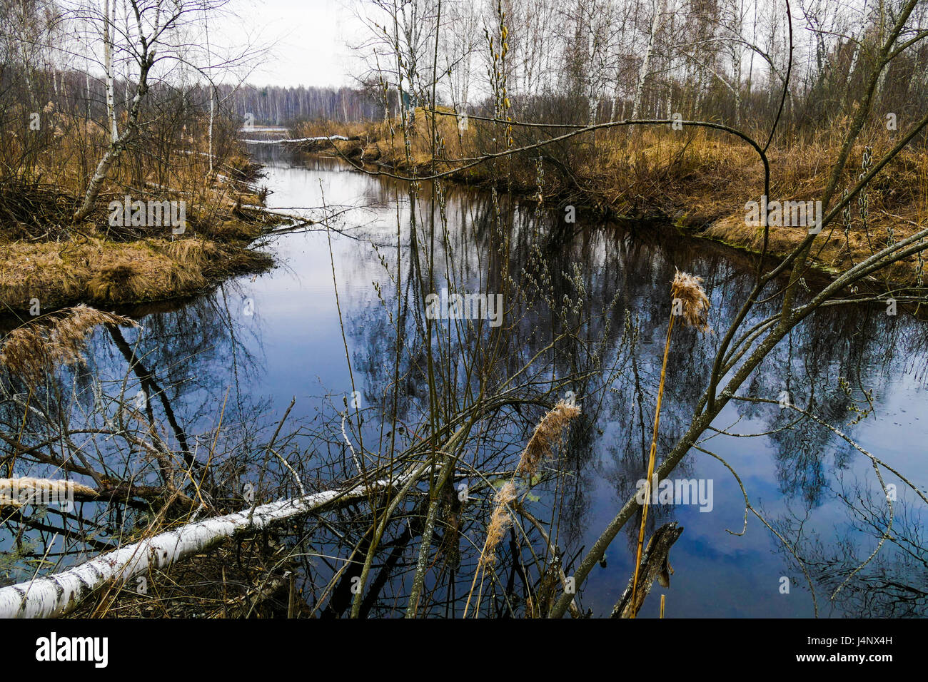 Frühling am See im Wald in Russland Stockfoto