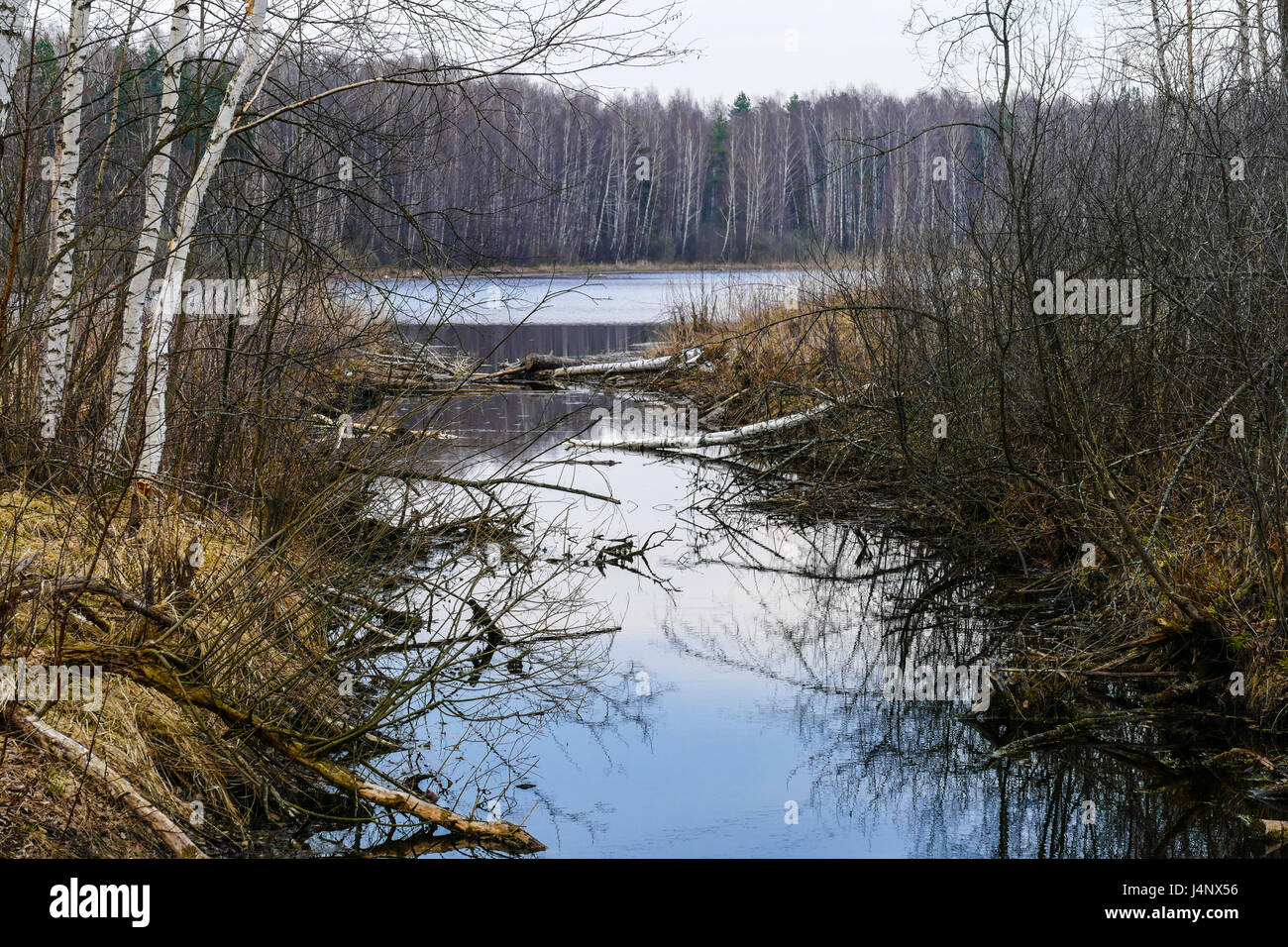Frühling am See im Wald in Russland Stockfoto