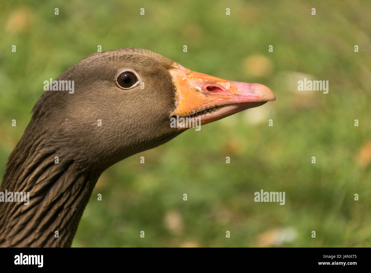 Graugänse im Washington Wetland Centre Stockfoto