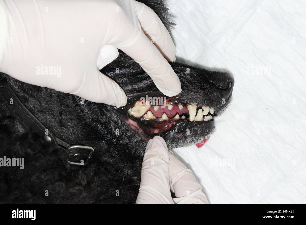 Tierärztliche Zahnheilkunde: Reinigung der Zähne von Plaque und Stein in einem 9 Jahre alten Pudel Intubated unter Narkose mit einem Ultraschall-Scaler Stockfoto