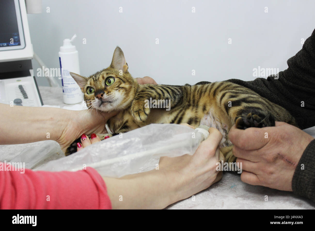 Eine schwangere Katze Vollblut Toyger aus den Nährboden, auf dem  Ultraschall der Gebärmutter in eine Tierklinik Stockfotografie - Alamy