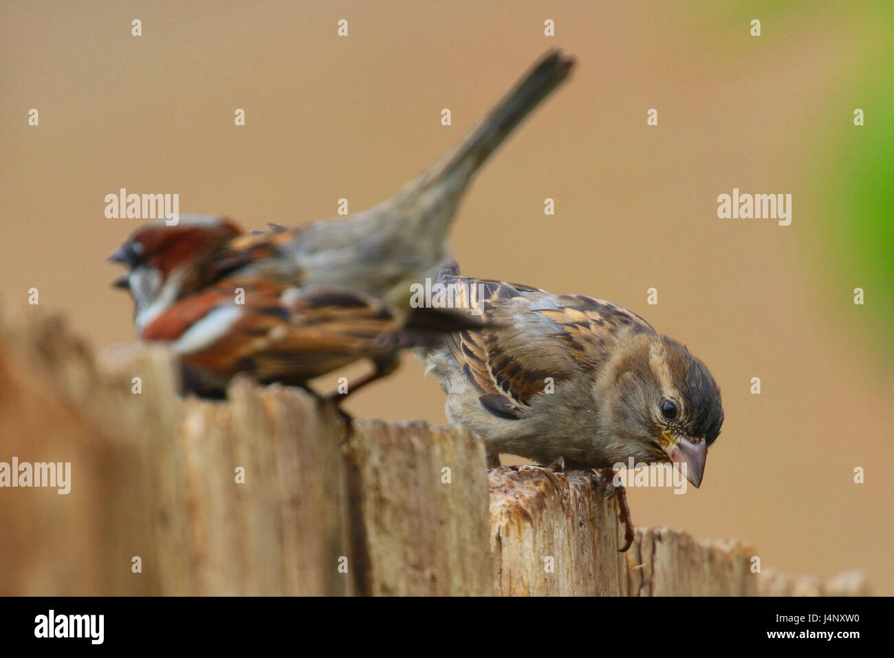 Paar Haussperlinge auf Zaun Stockfoto