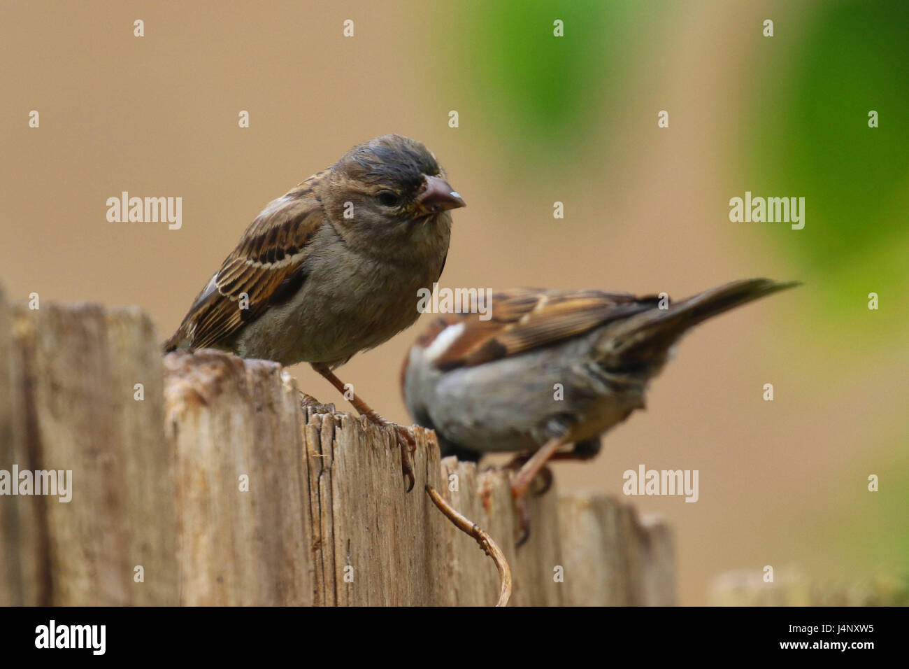 Paar Haussperlinge auf Zaun Stockfoto