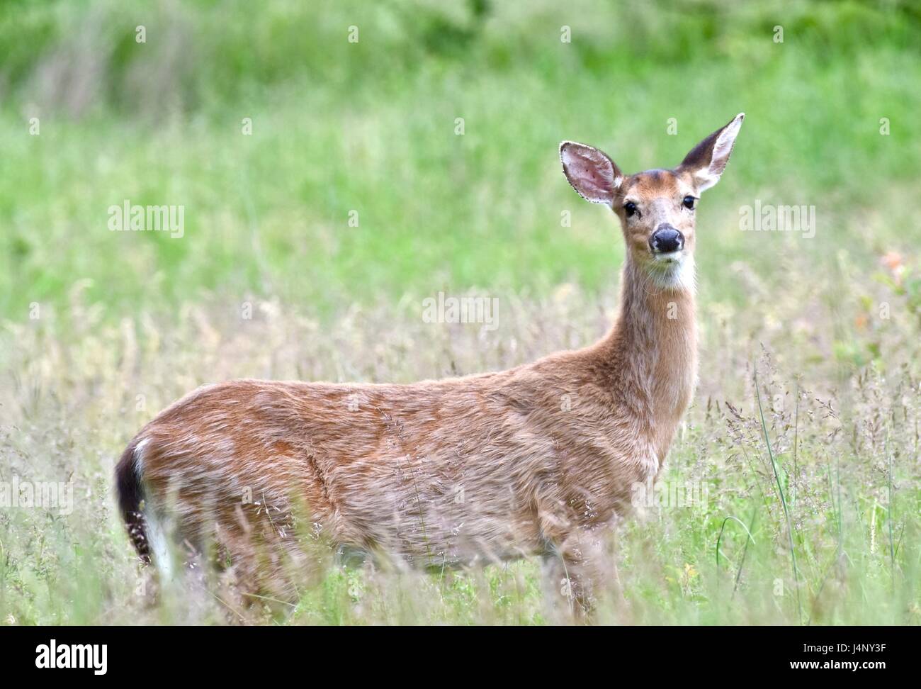 Weiß - angebundene Rotwild (Odocoileus Virginianus) oder Whitetail Doe stehend in einer Wiese Stockfoto