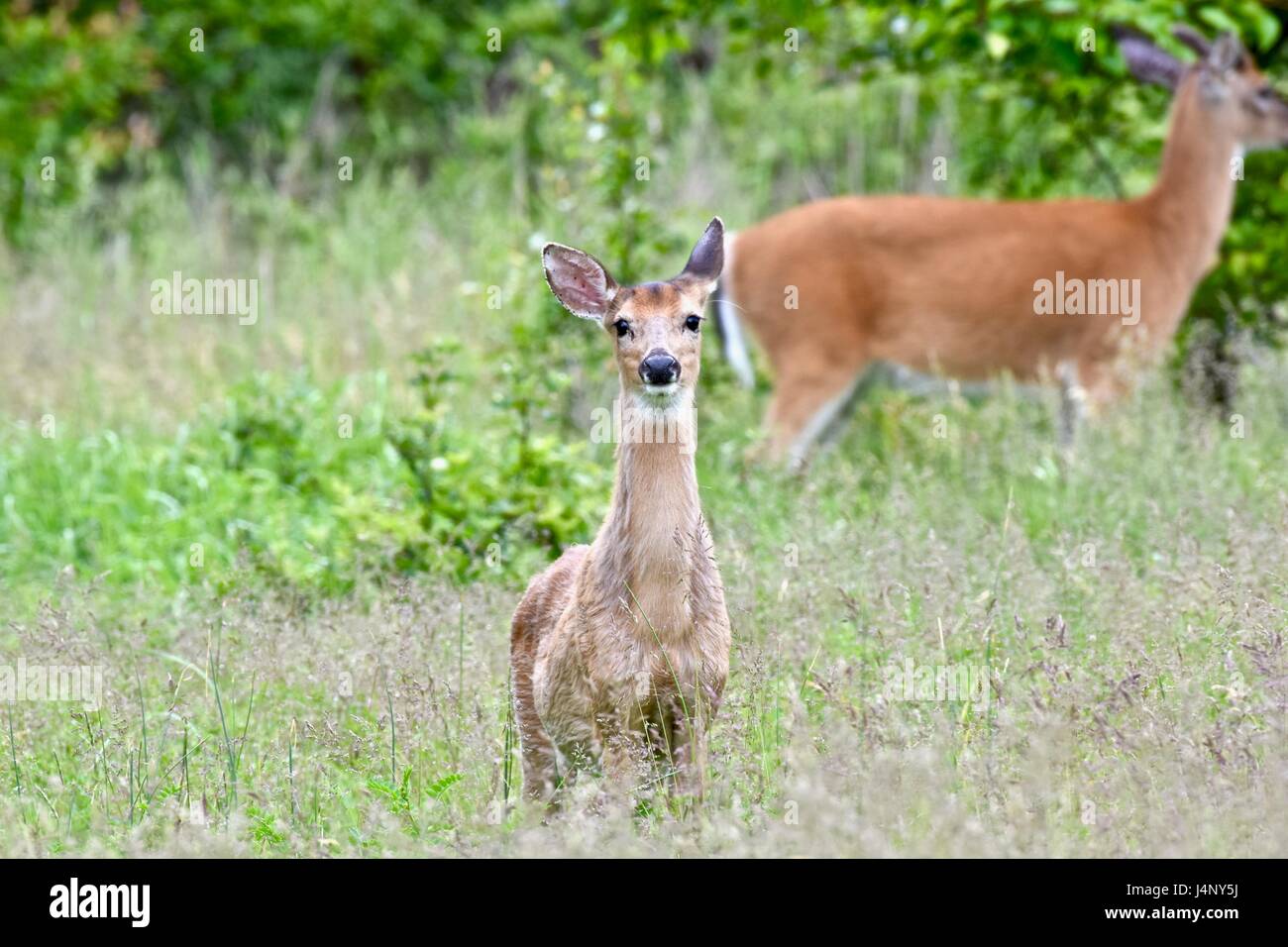 Weiß - angebundene Rotwild (Odocoileus Virginianus) oder Whitetail Doe stehend in einer Wiese Stockfoto