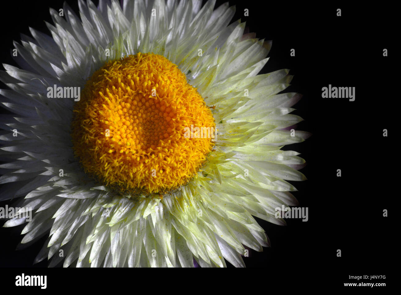 Nahaufnahme einer Blume mit zahlreichen weißen schmalen Blütenblättern und einem großen konvex gelbe Mitte auf einem schwarzen Hintergrund, auf die direkt ein wenig Freiraum für t Stockfoto