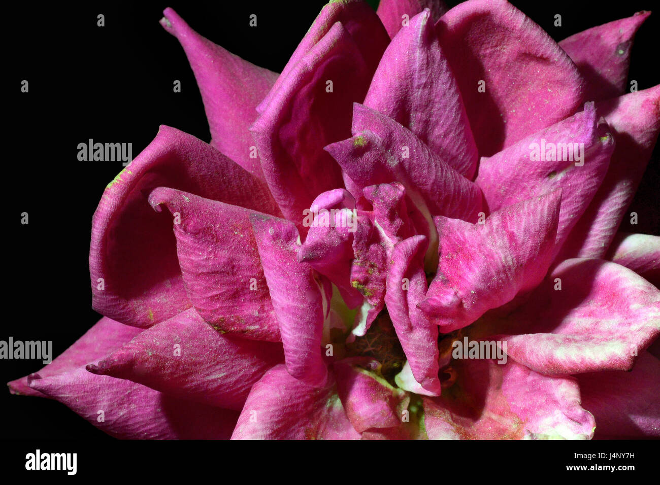 Blute Einer Verblassenden Alte Rose Auf Einem Schwarzen Hintergrund Grosse Blutenblatter Rosa Farbe Makro Stockfotografie Alamy