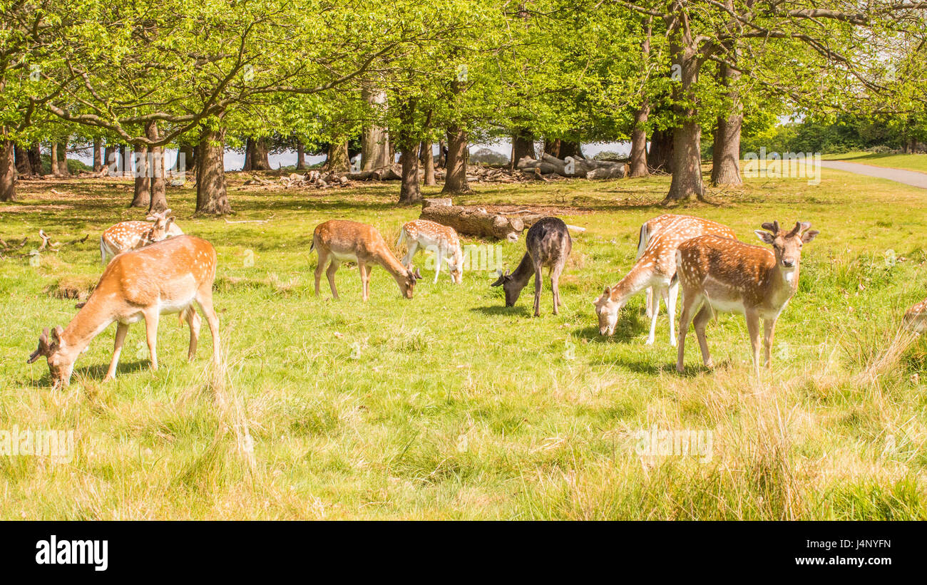 Reh im Richmond Park, London Stockfoto