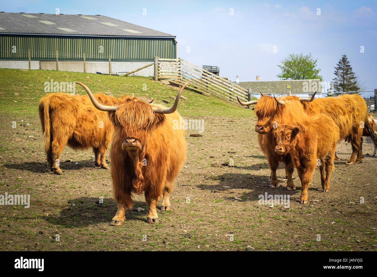 Aberdeen angus bull -Fotos und -Bildmaterial in hoher Auflösung - Seite ...