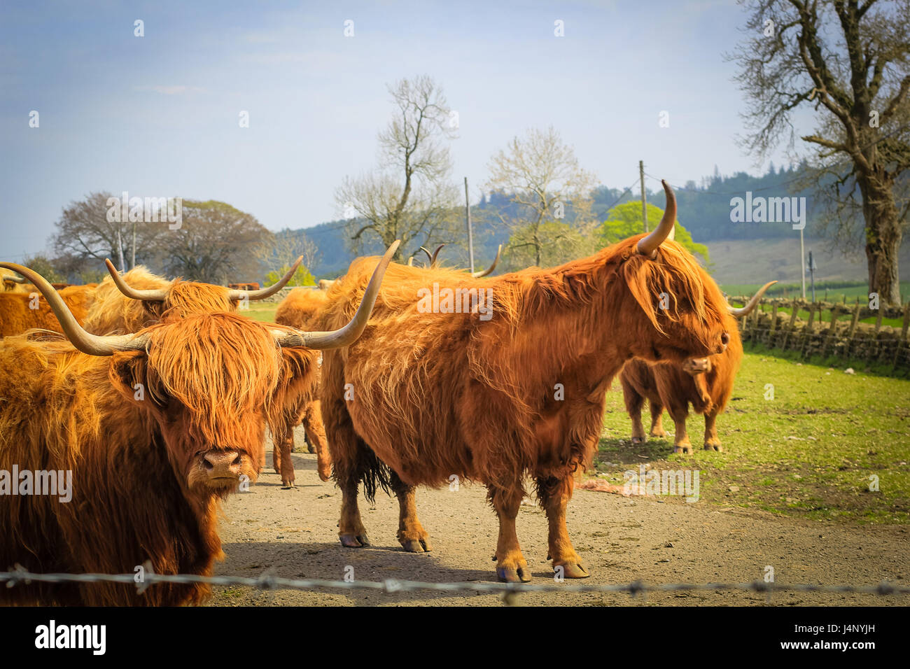 Langen Haaren und gehörnten Aberdeen Angus Rinder in einem schottischen Bauernhof, Schottland, Vereinigtes Königreich. Stockfoto