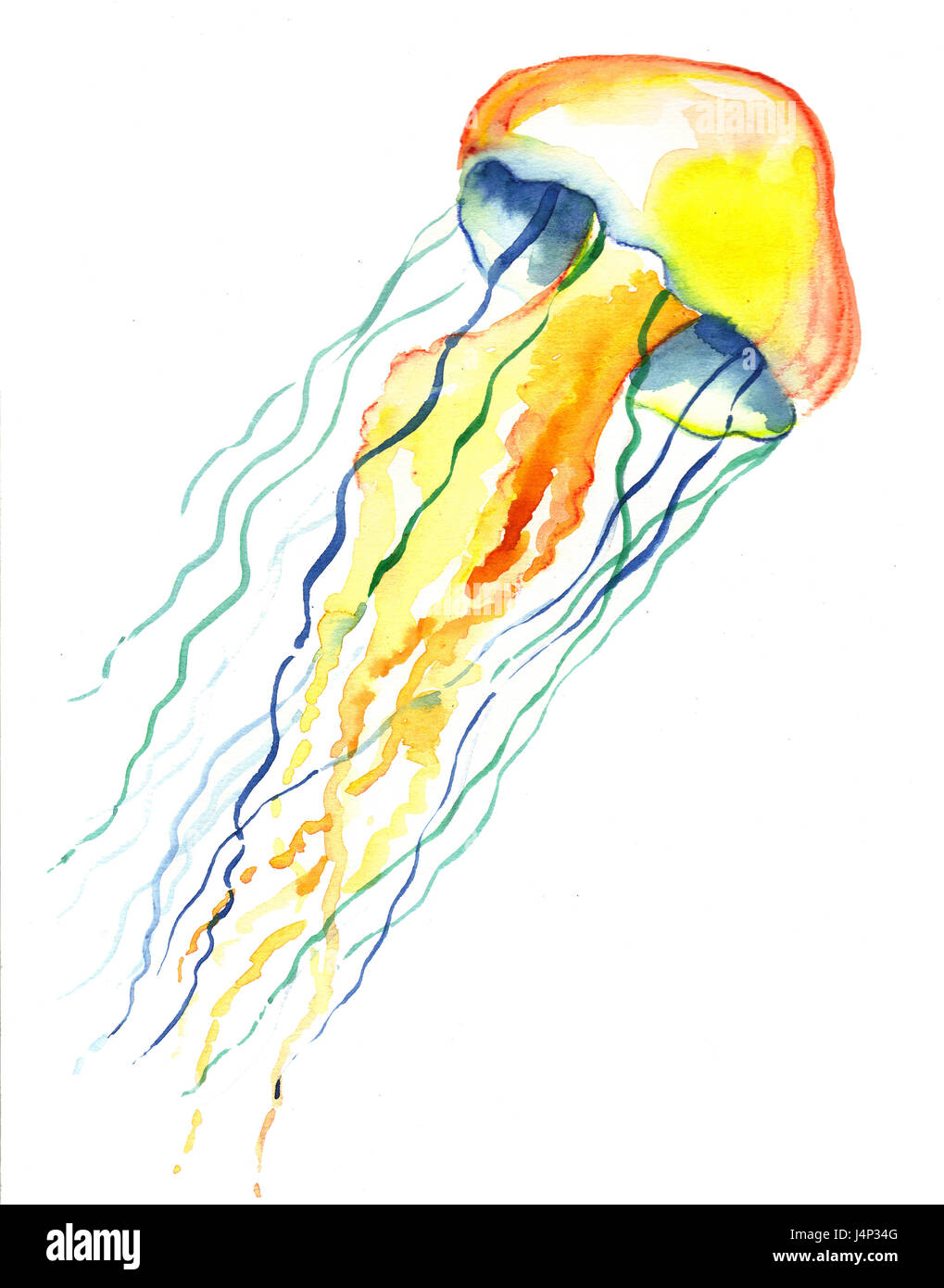 Aquarell Quallen Stockfotografie Alamy