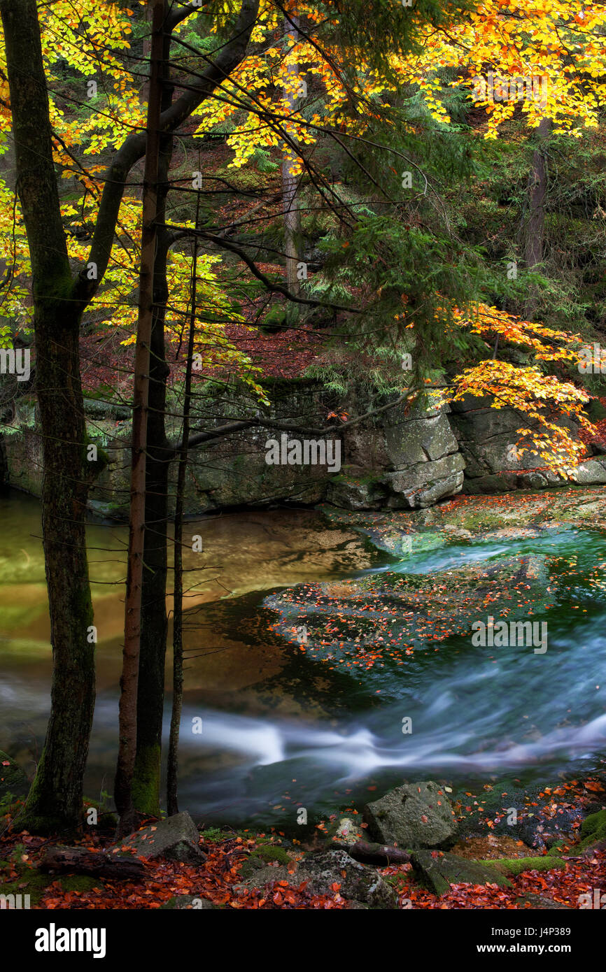 Stream in ruhigen Herbstwald des Riesengebirge Nationalparks (Karkonoski Park Narodowy), Polen Stockfoto