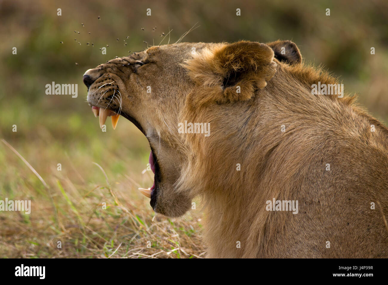 Gähnen Löwe (Panthera leo), Masai Mara, Kenia Stockfoto