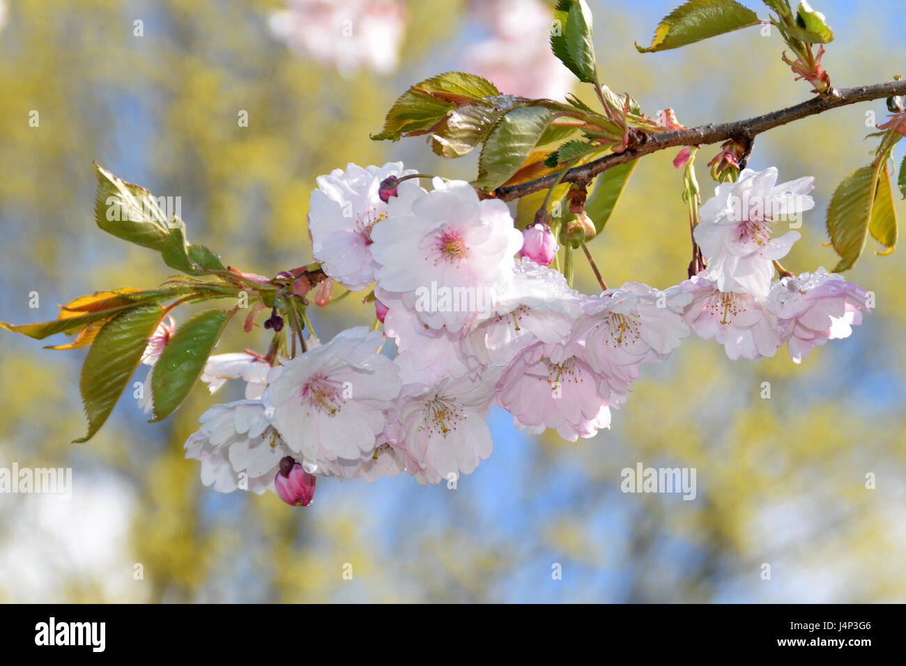 Das Schmelzen des Schnees auf blühende Sakura Bäume. Stockfoto