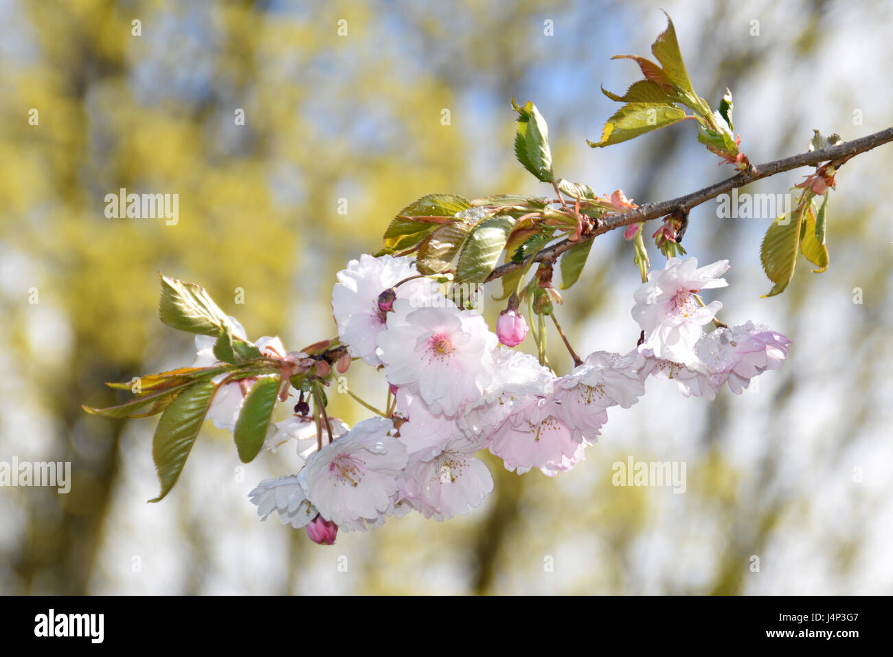 Das Schmelzen des Schnees auf blühende Sakura Bäume. Stockfoto