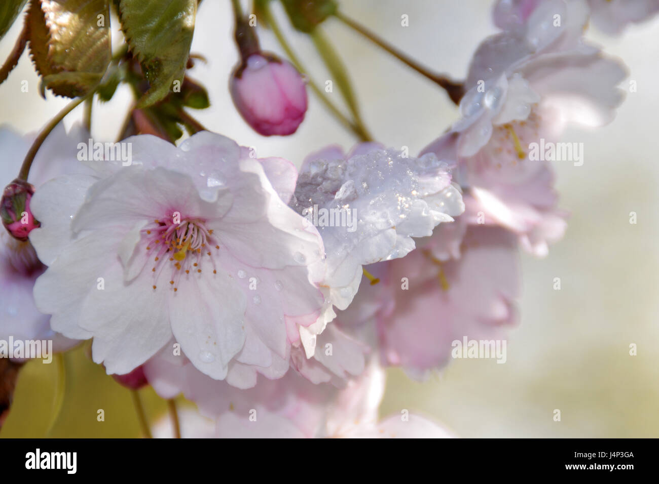 Das Schmelzen des Schnees auf blühende Sakura Bäume. Stockfoto