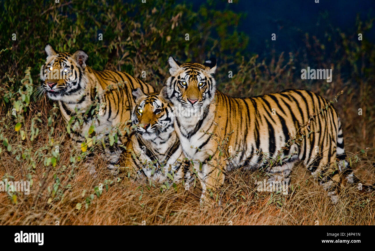 Ein paar wilde bengalische Tiger im Dschungel in der Vordämmerung. Indien. Bandhavgarh Nationalpark. Madhya Pradesh. Stockfoto