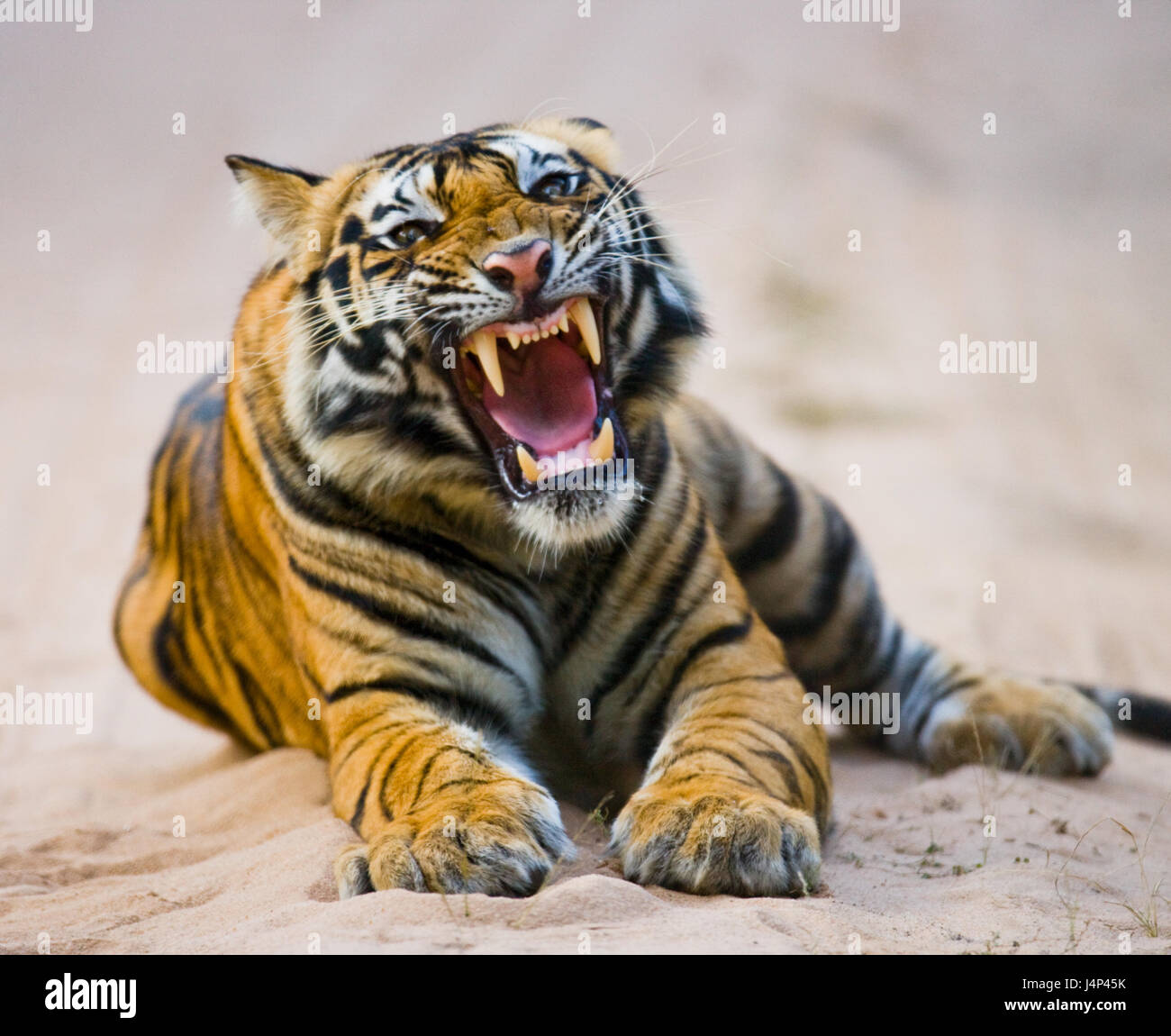 Wilder bengalischer Tiger, der auf der Straße im Dschungel liegt. Indien. Bandhavgarh Nationalpark. Madhya Pradesh. Stockfoto