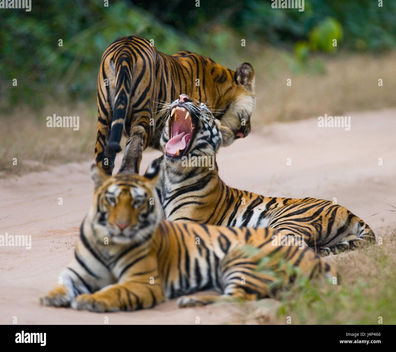 Gruppe wilder Tiger auf der Straße. Indien. Bandhavgarh Nationalpark. Madhya Pradesh. Stockfoto