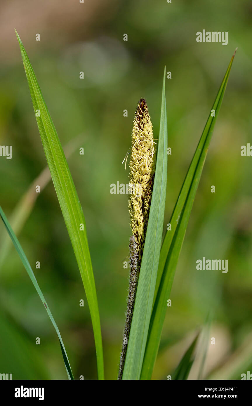 Größerer Teich Segge - Carex Riparia nasse Wiese Segge Stockfoto