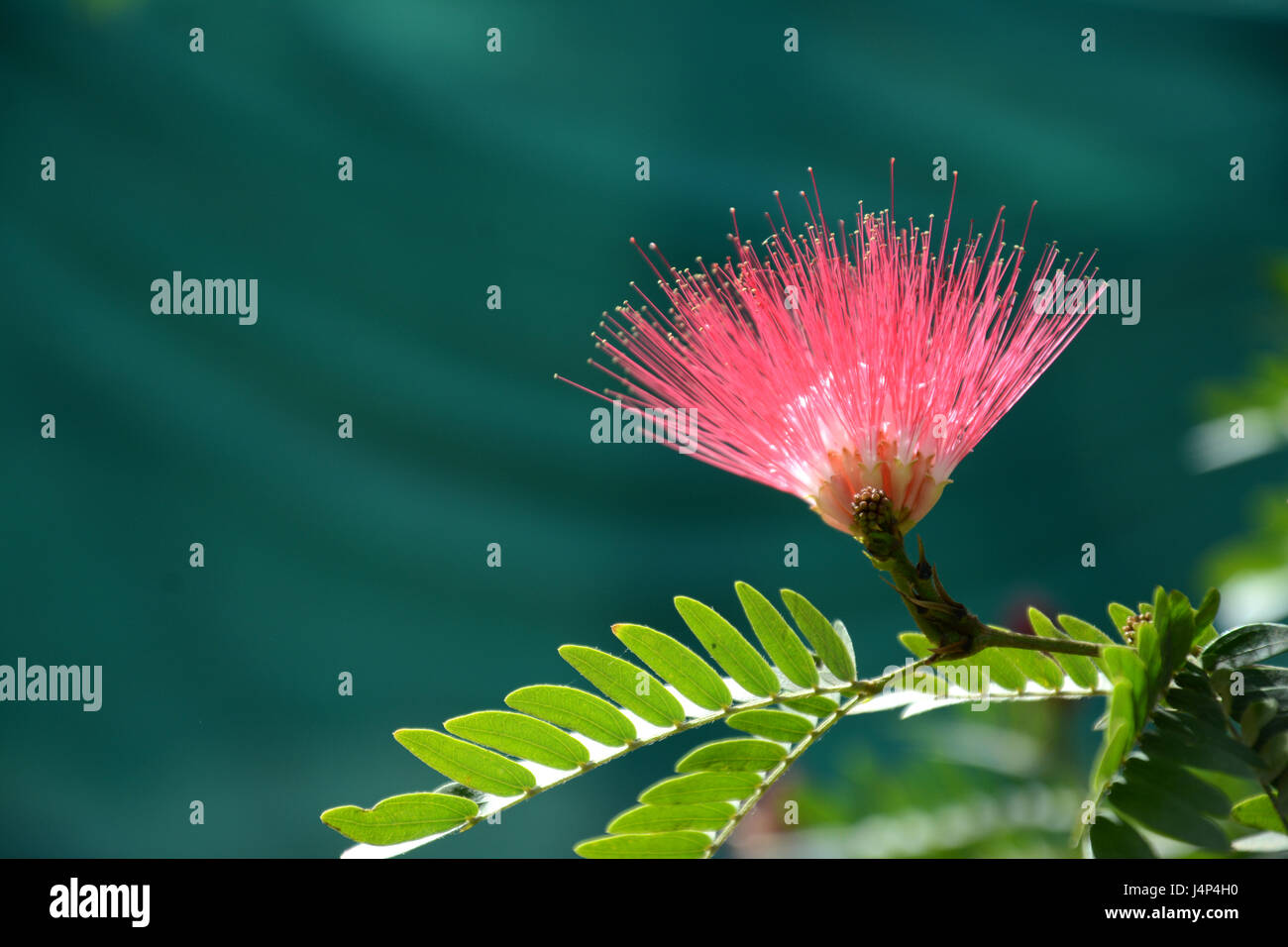 Mohnblume Stockfoto