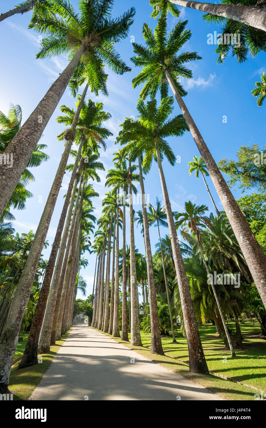 Unbefestigten Weg gesäumt von Royal Palmen unter strahlend blauem Himmel in Rio De Janeiro, Brasilien Stockfoto