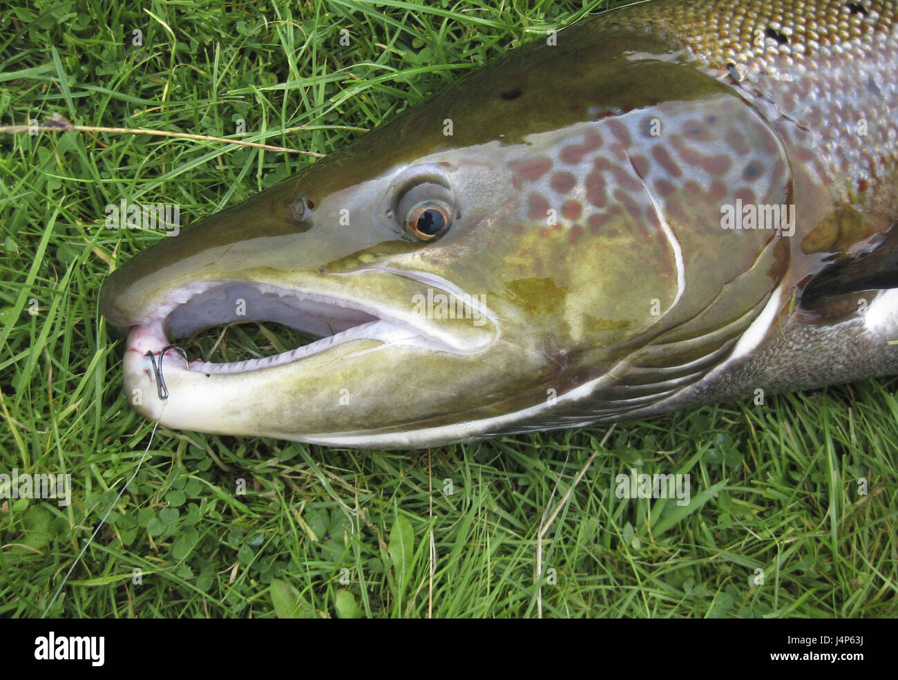 Wiese, Lachs, Detail, Kopf, Stockfoto