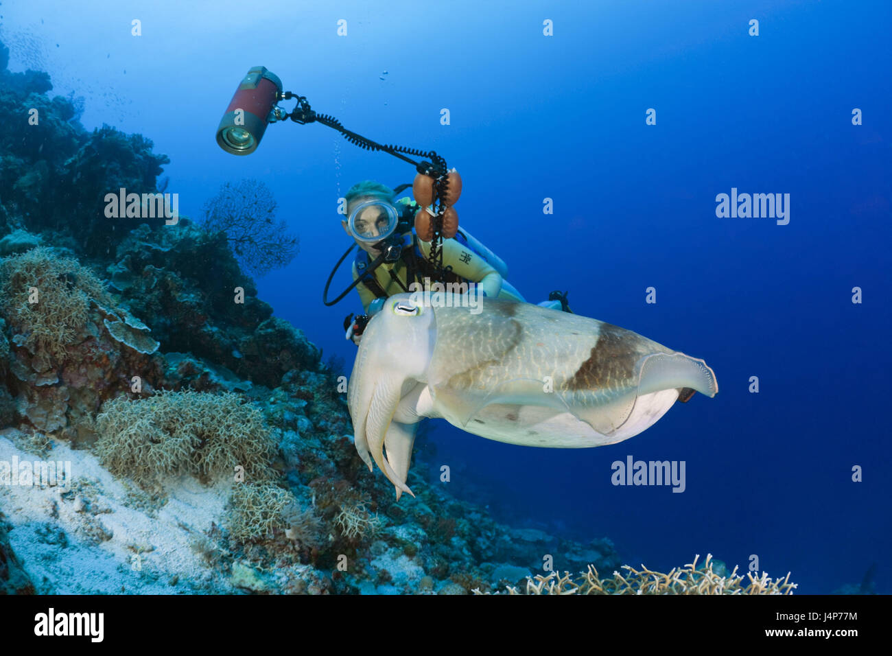 Unterwasser Aufnahme, Taucher, breite Halbbogen Tintenfisch, Tintenfisch finden, Stockfoto