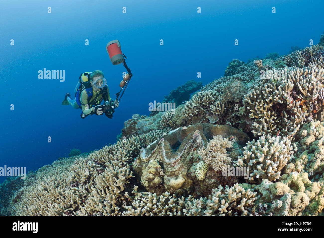 Aufnahme unter Wasser, Taucher, gigantische Muschel, Tridacna Squamosa, Stockfoto
