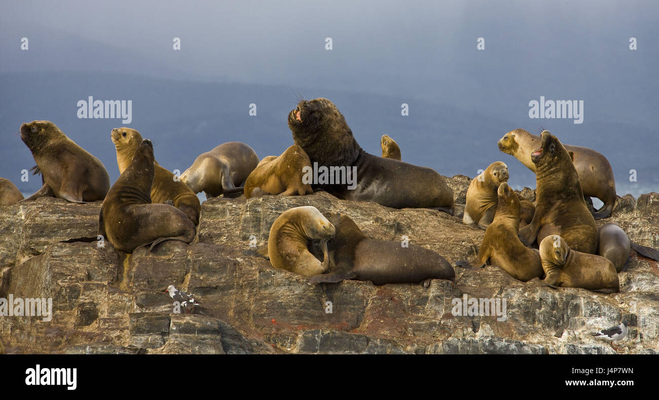 Argentinien, Feuerland, Beagle-Kanal, Isla de Lobos, Seelöwen Kolonie, Stockfoto