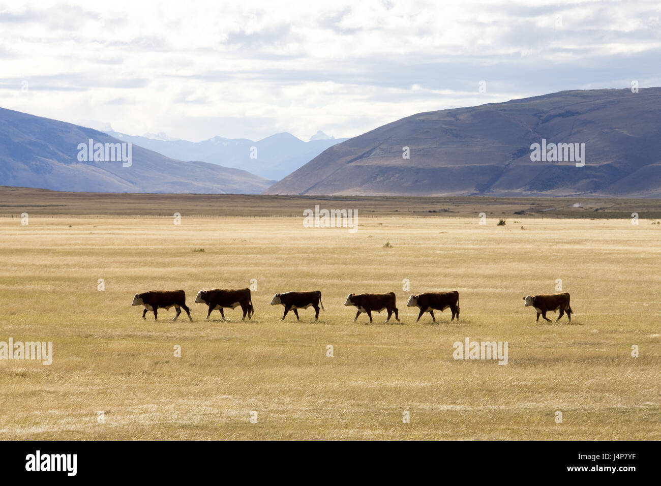 Chile, Patagonien, Landschaft, Kuhmilch konzentriert sich Stockfoto