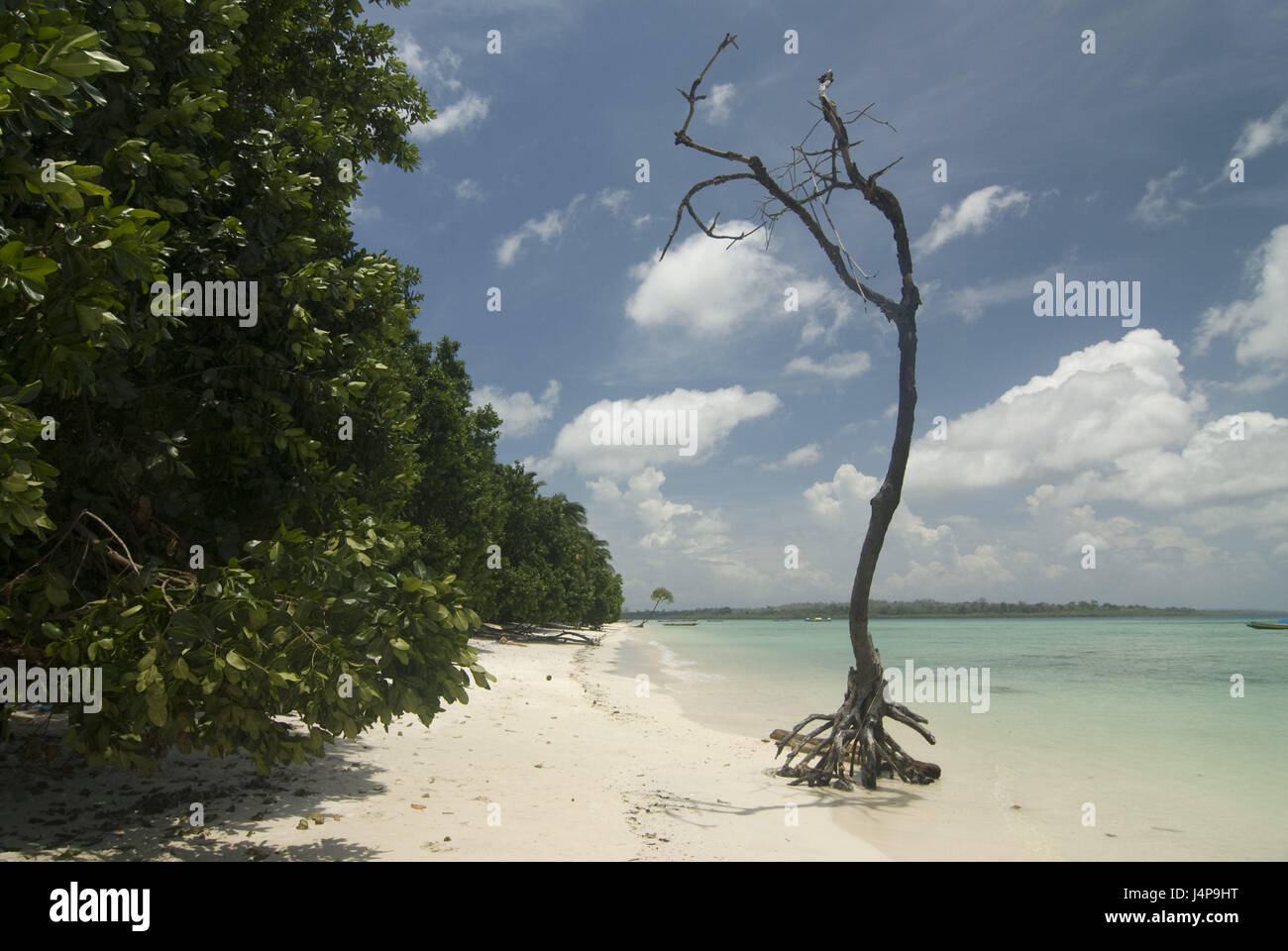 Sandstrand, Baum, Indischer Ozean, Insel Havelock, Andamanen, Indien, Stockfoto