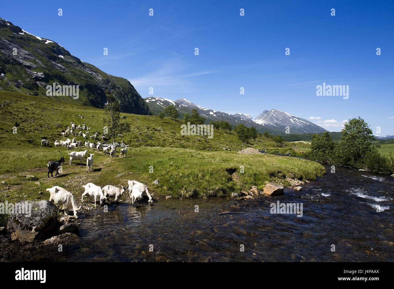 Norwegen, mehr Og Romsdal, Ziege konzentriert, Stockfoto