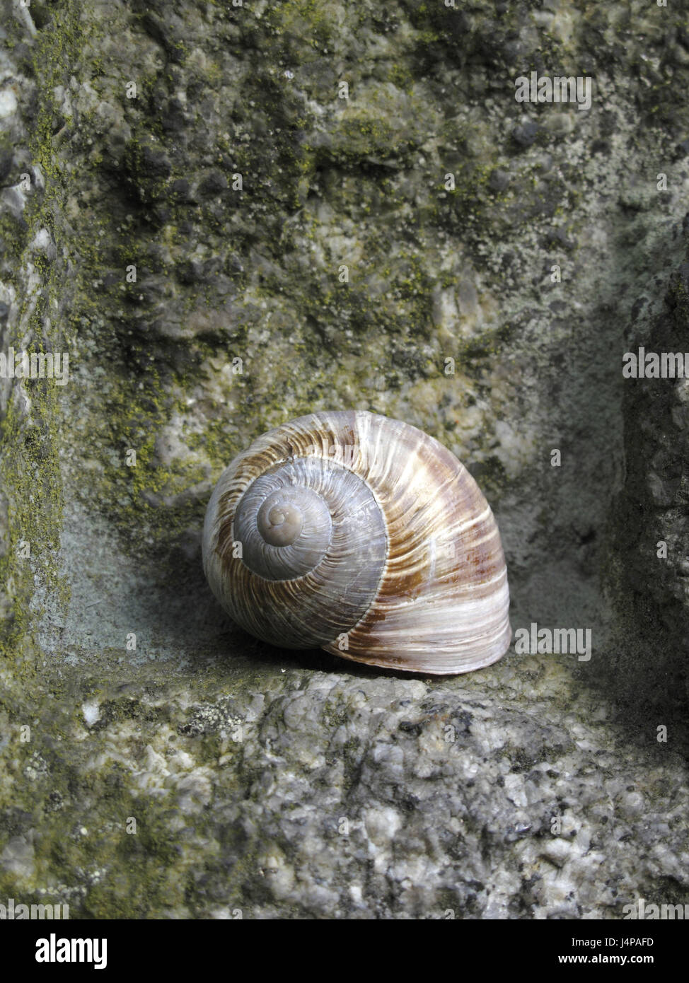 Schnecken-Haus, Granitstein, Detail, Stockfoto