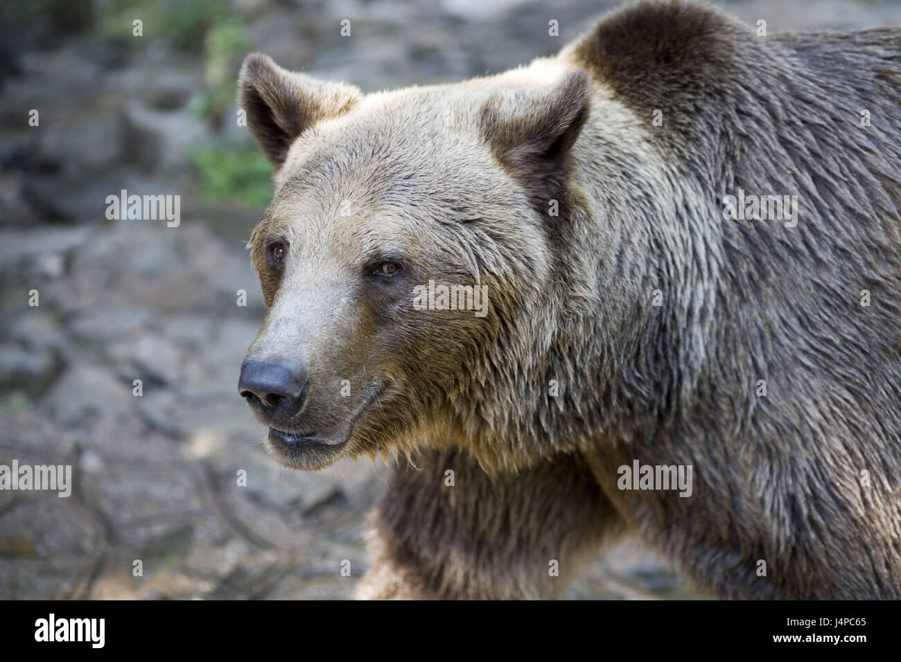 Brauner Bär, Ursus Arctos, Portrait, Stockfoto