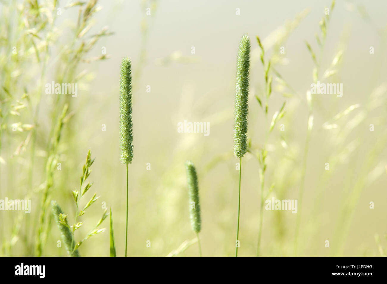 Wiese, bauchige Lieschgras Phleum Nodosum, Stockfoto