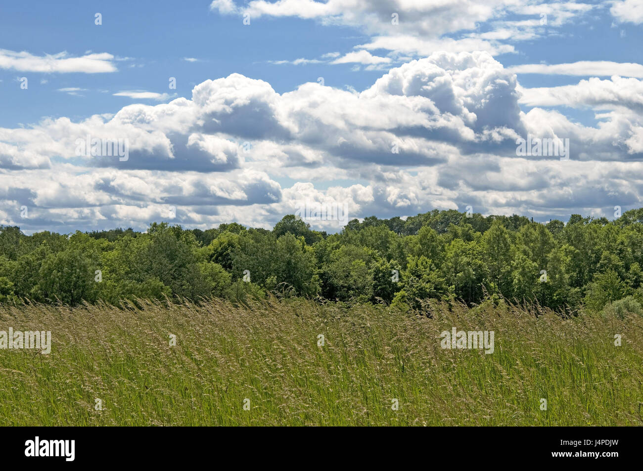 Litauen, Bereich Landschaft, bewölkter Himmel, Stockfoto