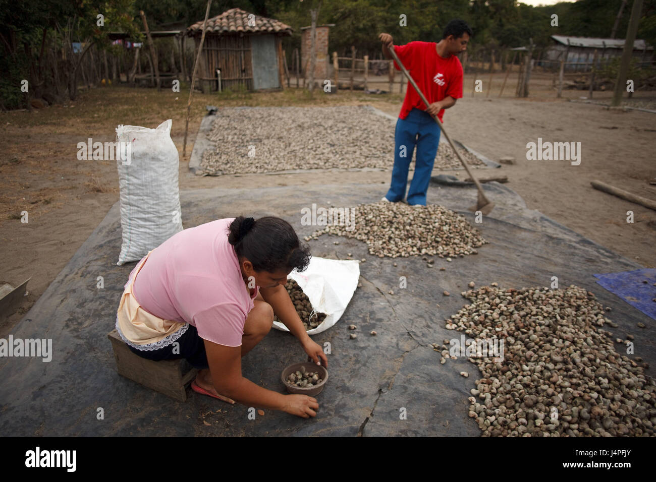 El Salvador, Isla Montecristo, Cashewplantage, Cashewkerne, Trocknung, Arbeiter, Stockfoto