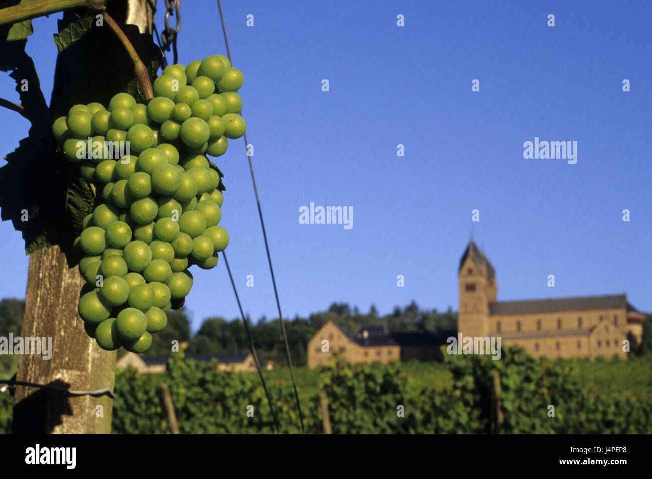 Deutschland, Rheingau, grobe Wohnung, Wein, Trauben, Riesling, Abtei Stück Hildegard, Stockfoto