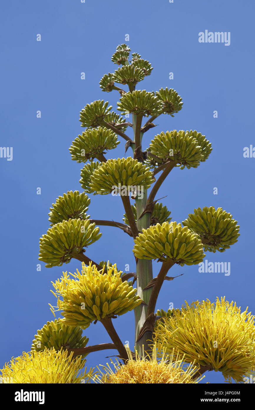 Agave blossoms -Fotos und -Bildmaterial in hoher Auflsung  Alamy