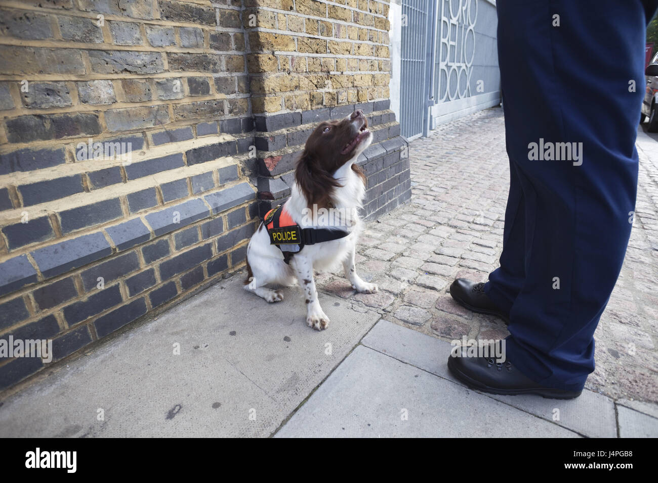 Großbritannien, England, London, explosive Suchhund, Mannes Knochen, Stockfoto