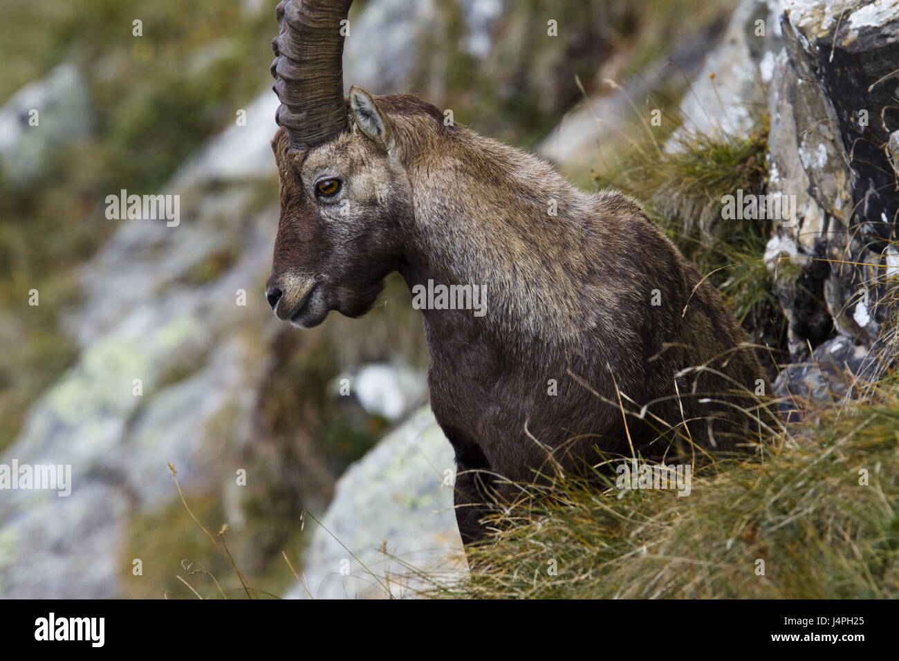 Alp Steinbock, Capra Ibex, Porträt, Lauffläche, Pferd, Männlich, Umwelt, Steilhang, Rock, Stockfoto