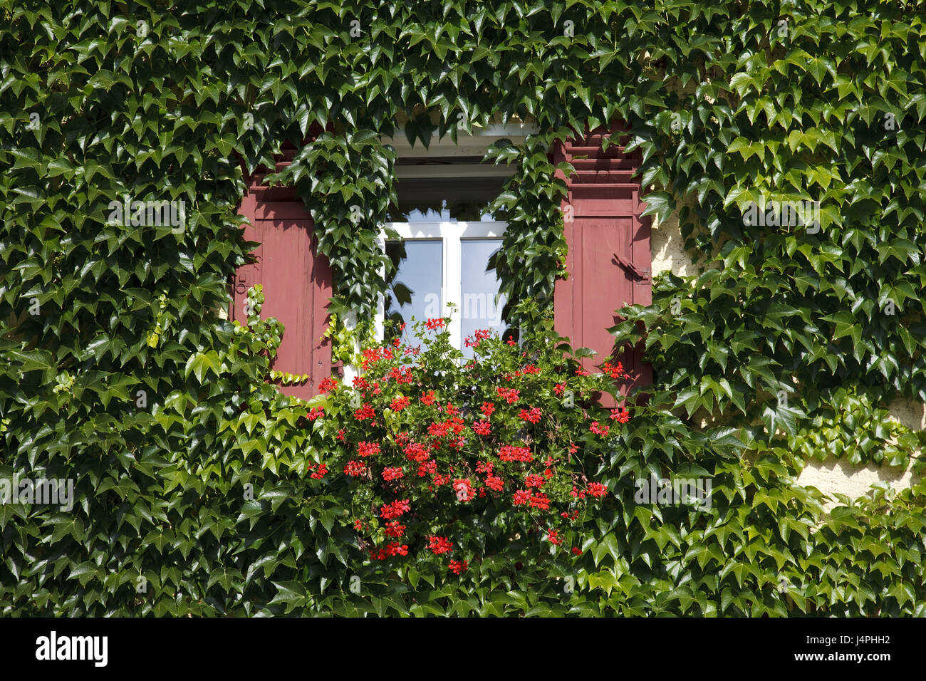 Deutschland, Kiedrich, Hausfassade, Rankpflanzen, Detail, Fenster, Blumen, Stockfoto