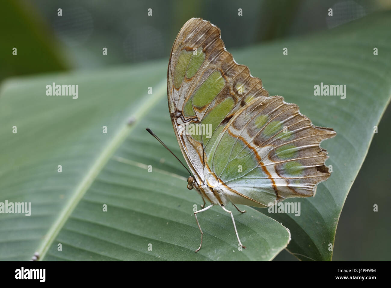 Guatemala, Copan, Malachit Schmetterling, Siproeta Stelenes, Stockfoto